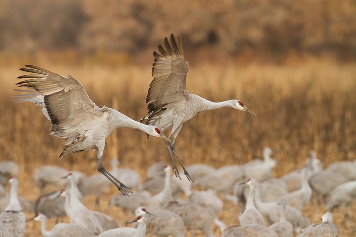 Kanadakranich Grus canadensis Sandhill Crane